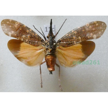 Pyrops philippinus (Stål, 1870) Phillipines11c